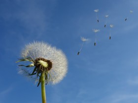 Vrijwilligerscollege: Palliatieve sedatie en euthanasie