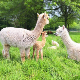 Kinderboerderij de Beestenbult - Cosis